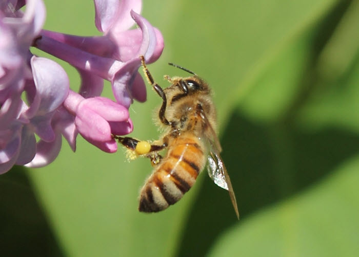 25-bee-flower.jpg